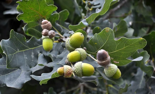 Branch of oak with acorns and green leaves