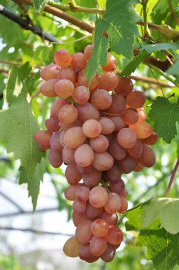 Raceme üzüm olgun çilek ve yaprakları ile