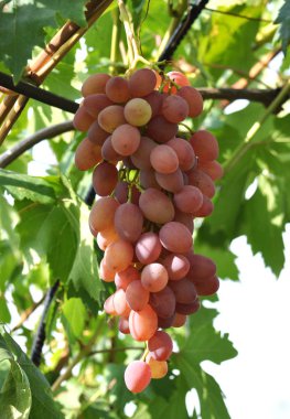 Raceme üzüm olgun çilek ve yaprakları ile