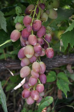 Raceme üzüm olgun çilek ve yaprakları ile