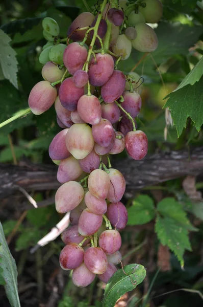 Raceme üzüm olgun çilek ve yaprakları ile
