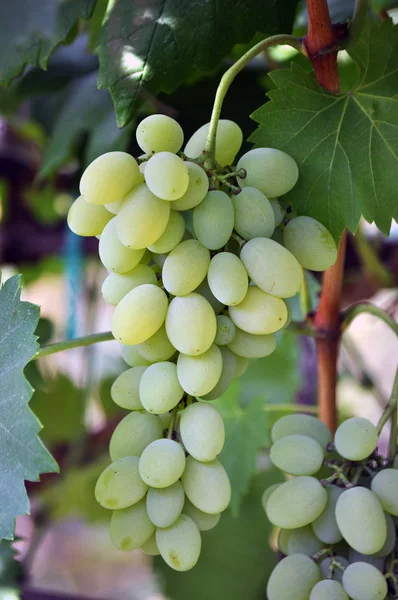 Raceme Raisins Aux Baies Mûres Feuilles — Photo