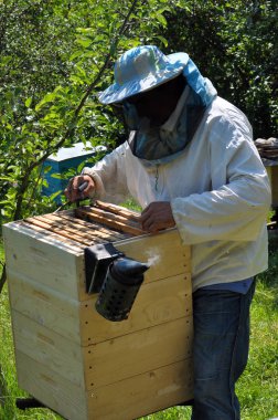 Arıcı bir arı kovanı üzerinde çalışır ve arı ailesi incelemek