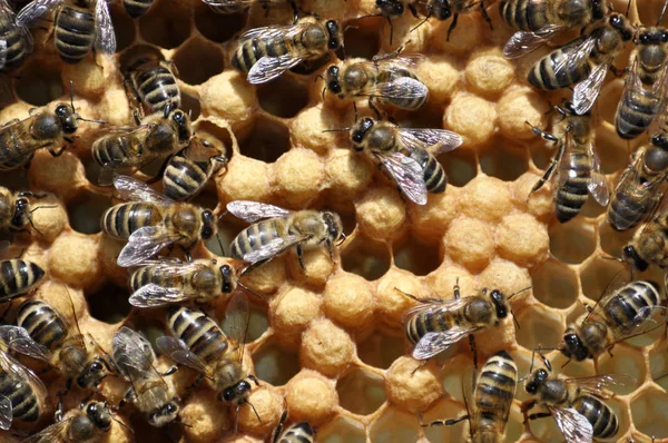 Bee Ramka Strukturze Plastra Miodu Owadów Zamknięta Czerwiu Miód — Zdjęcie stockowe