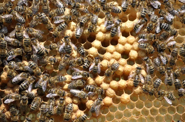 Bienenwabengestell Mit Insekten Geschlossener Brut Und Honig — Stockfoto