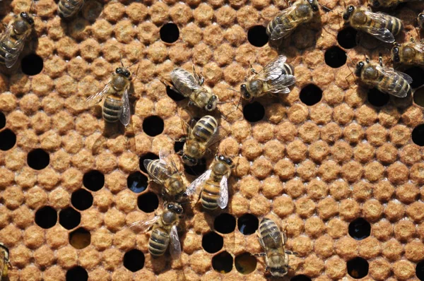 Bienenwabengestell Mit Insekten Geschlossener Brut Und Honig — Stockfoto