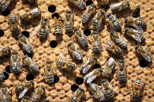 Bienenwabengestell Mit Insekten Geschlossener Brut Und Honig — Stockfoto