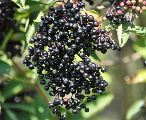 带有成熟黑莓的接骨木浆果 — 图库照片