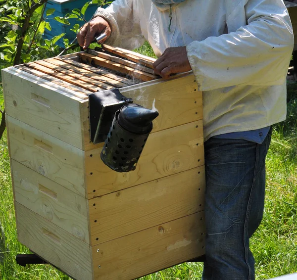 Apiculteur Travaille Sur Rucher Inspecte Famille Des Abeilles — Photo