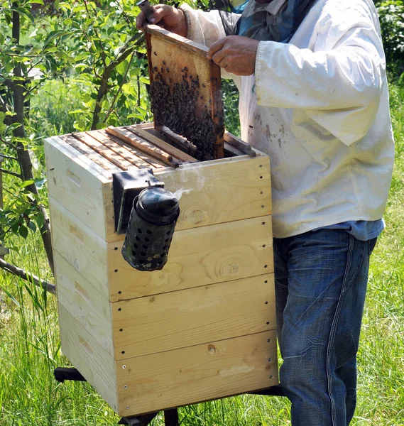 Μελισσοκόμος Λειτουργεί Ένα Μελισσοκομείο Και Επιθεωρήστε Την Οικογένεια Της Μέλισσα — Φωτογραφία Αρχείου