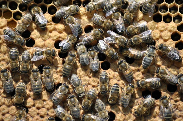 Bee Honeycomb Ram Med Insekter Stängda Barnaskaran Och Honung Stockbild