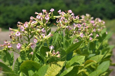 Yeşil yapraklar ve fidanlıkta yetişen bir tütün sapı.