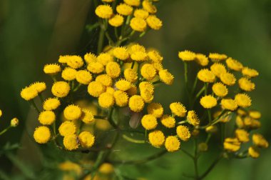 Vahşi yaz çiçeklenme Pire otu vulgare