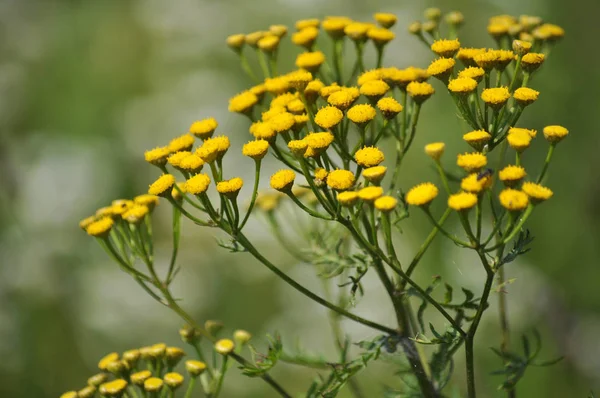 Summer Flowering Tanacetum Vulgare Wild — Stock Photo, Image