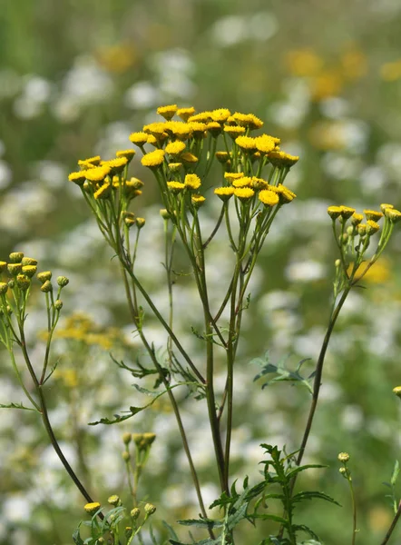 Lato Kwitnienia Tanacetum Vulgare Dziko — Zdjęcie stockowe