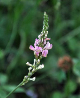 Çayır otları içinde büyüyen pembe çiçekler sainfoin