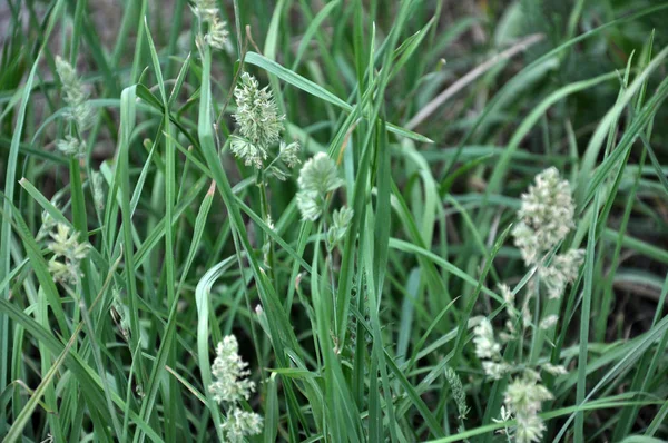 Flowering Raceme Dactylis Glomerata Valuable Forage Crop Livestock Breeding — Stock Photo, Image