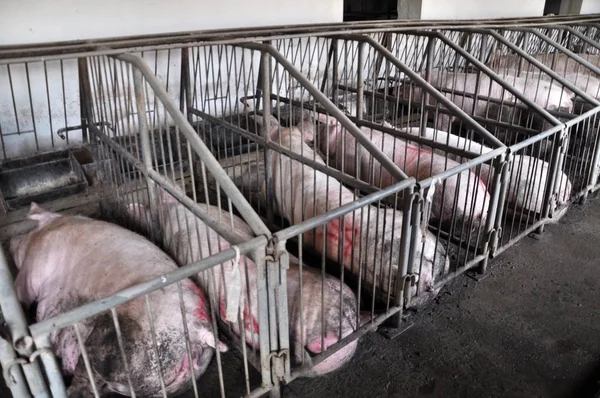Dans Une Ferme Agriculteurs Nourrit Les Porcs Vendre — Photo
