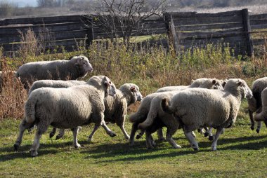 Küçük bir yeşil çim çalışan koyun sürüsü