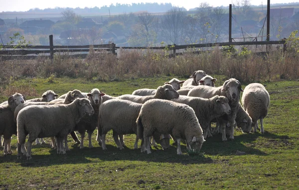 Eine Kleine Herde Schafe Läuft Über Das Grüne Gras — Stockfoto
