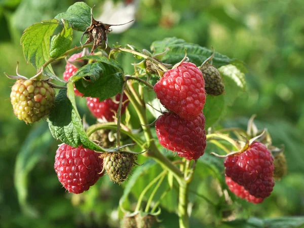 Vruchten Van Frambozen Groene Bladeren Een Bush Tak — Stockfoto