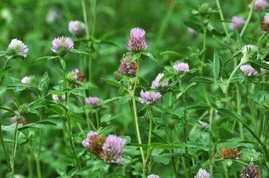 Kırmızı yonca çiçeği, değerli bir hayvan yemi.