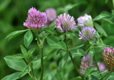 Kırmızı yonca çiçeği, değerli bir hayvan yemi.