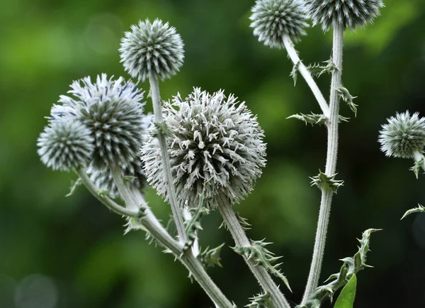 Inflorescência Tronco Echinops Ritro Crescendo Natureza — Fotografia de Stock