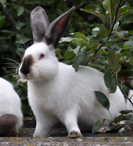 Ein Erwachsenes Kaninchen Der Kalifornischen Rasse — Stockfoto