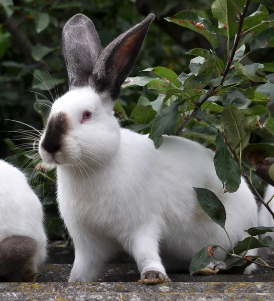 Conejo Adulto Raza Californiana — Foto de Stock