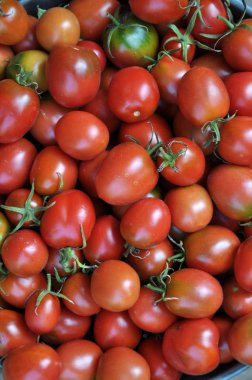 Kova Erik şeklinde kırmızı domates hasat