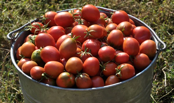 Balde Colhidos Tomates Vermelhos Sob Forma Ameixa — Fotografia de Stock