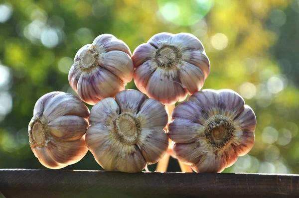 Garlic head with stem bound in a bundle