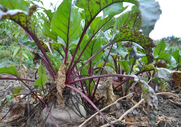 Red Beet Grows Open Organic Soil — Stock Photo, Image