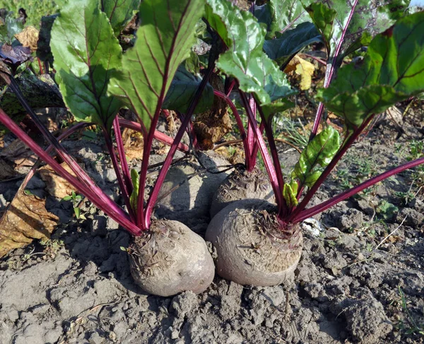 Rote Rüben Wachsen Offenem Bio Boden — Stockfoto