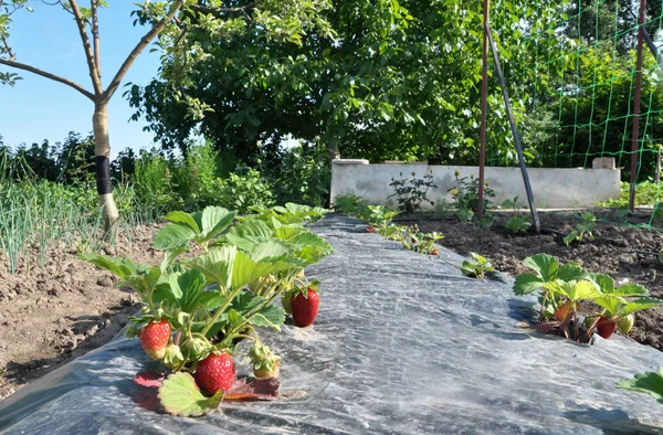 Growing strawberries in the garden using a black film