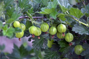 Böğürtlen dalları ve olgun meyveler.