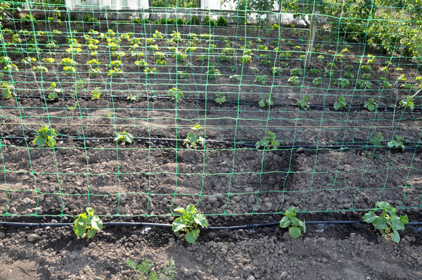 Using a vertical wallpaper grid and drip irrigation for growing cucumbers