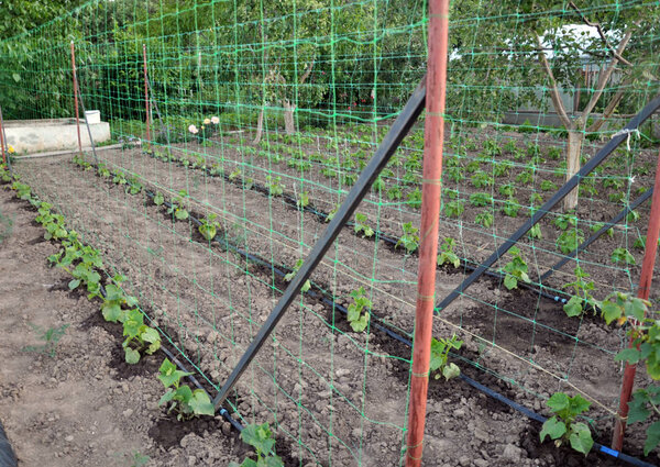Using a vertical wallpaper grid and drip irrigation for growing cucumbers