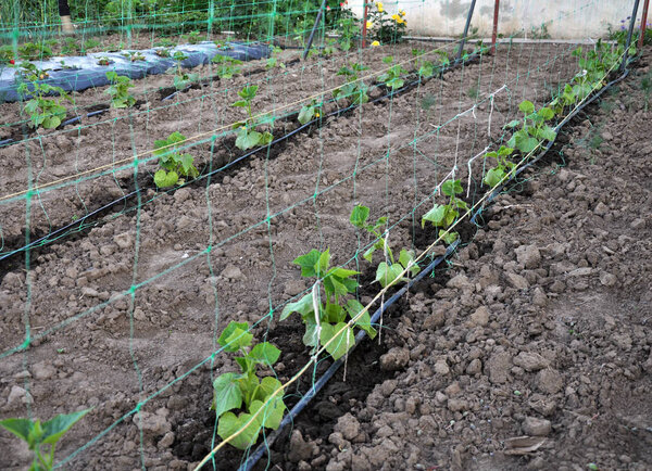 Using a vertical wallpaper grid and drip irrigation for growing cucumbers