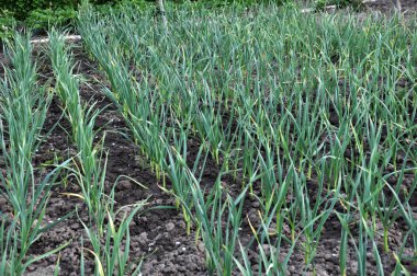 Baharda, kış sarımsak organik toprakta yetişir.