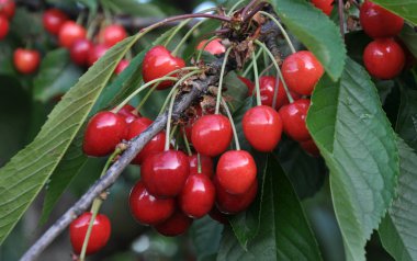 Olgun kırmızı böğürtlen dalında erik avyumu (kiraz))