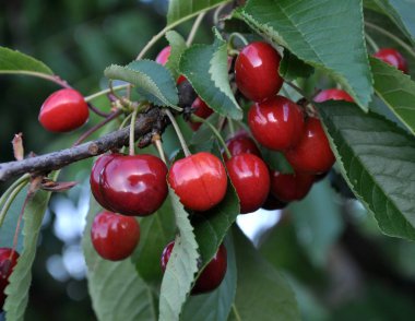 Olgun kırmızı böğürtlen dalında erik avyumu (kiraz))