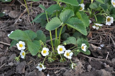 Bahar, açık organik toprak, çilek çiçek