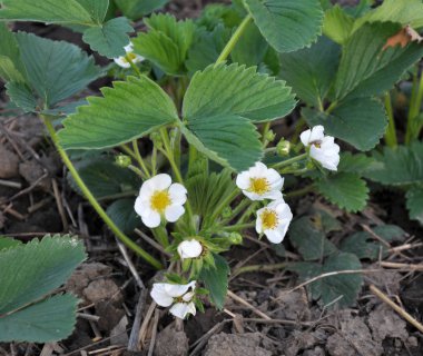 Bahar, açık organik toprak, çilek çiçek