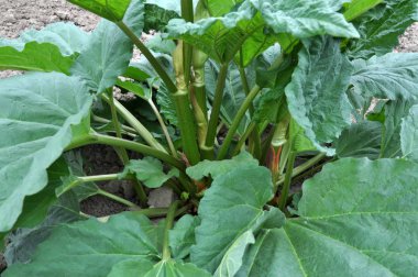 Ravent yaprakları ve sapları ile bush Açık toprakta yetişir