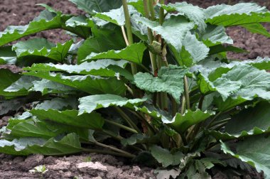 Ravent yaprakları ve sapları ile bush Açık toprakta yetişir