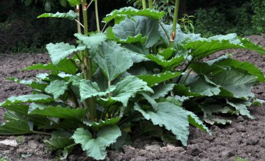 Ravent yaprakları ve sapları ile bush Açık toprakta yetişir