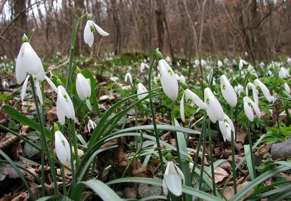 Landschap Met Sneeuwklokjes Die Het Voorjaar Forest Bloeien — Stockfoto