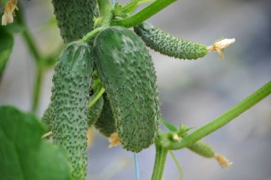 Meyveli ve yapraklı salatalıklar seralarda yetişir.